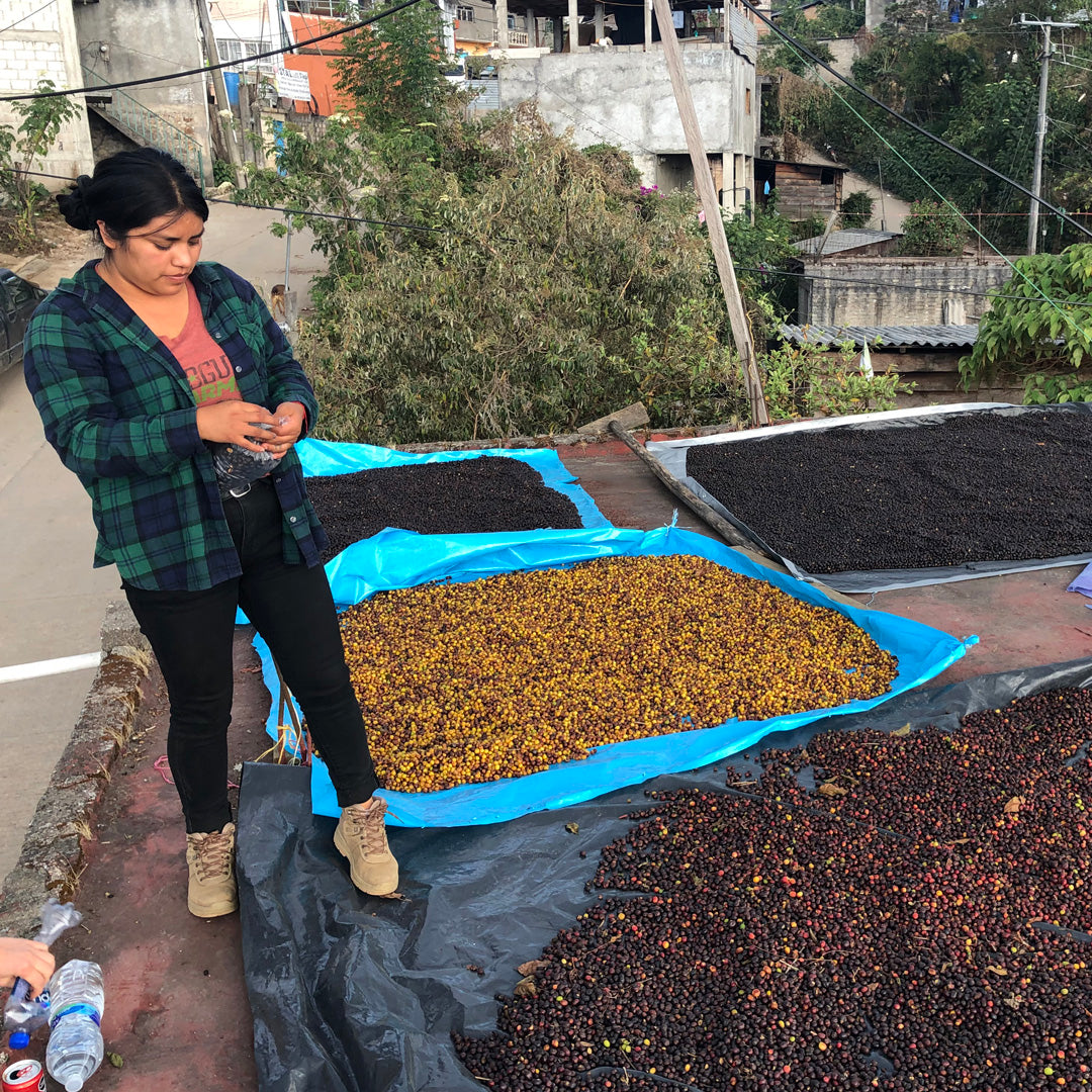 LOST HIGHWAY - Seasonal Espresso - Mexico