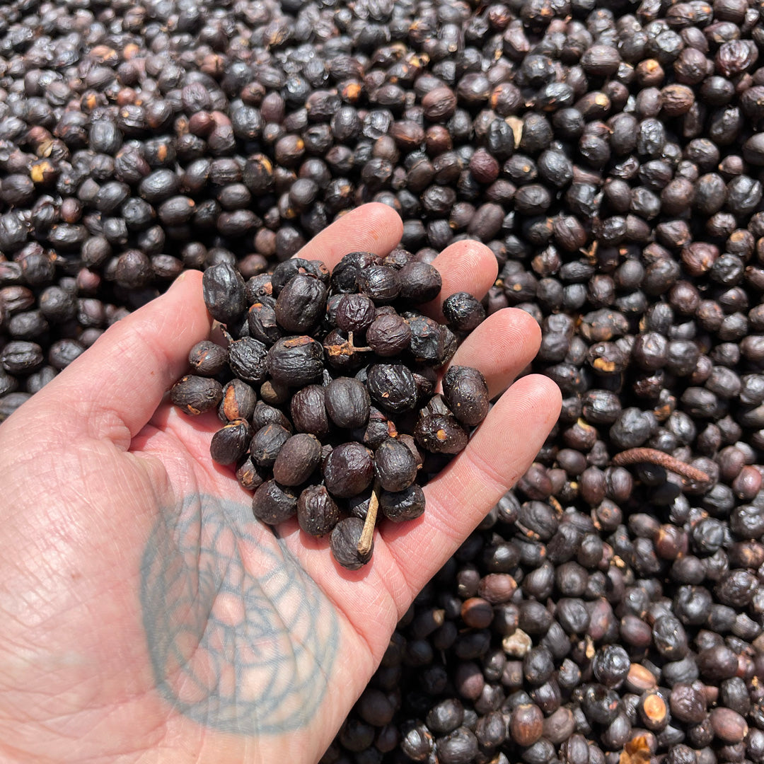 LOST HIGHWAY - Seasonal Espresso - Mexico